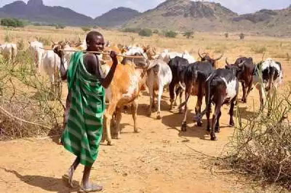 Fulani Herdsmen Destroy Farms, R*pe Our Wives - Ohanaeze